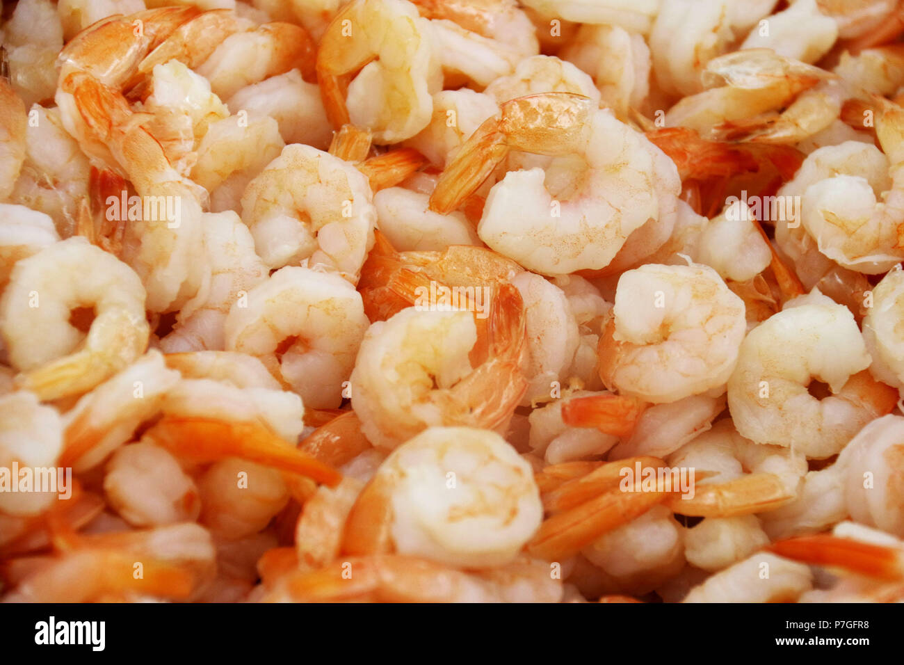 Cooked farmed shrimp on ice Stock Photo