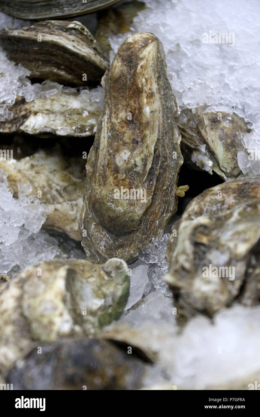 Oysters on ice at seafood market Stock Photo Alamy