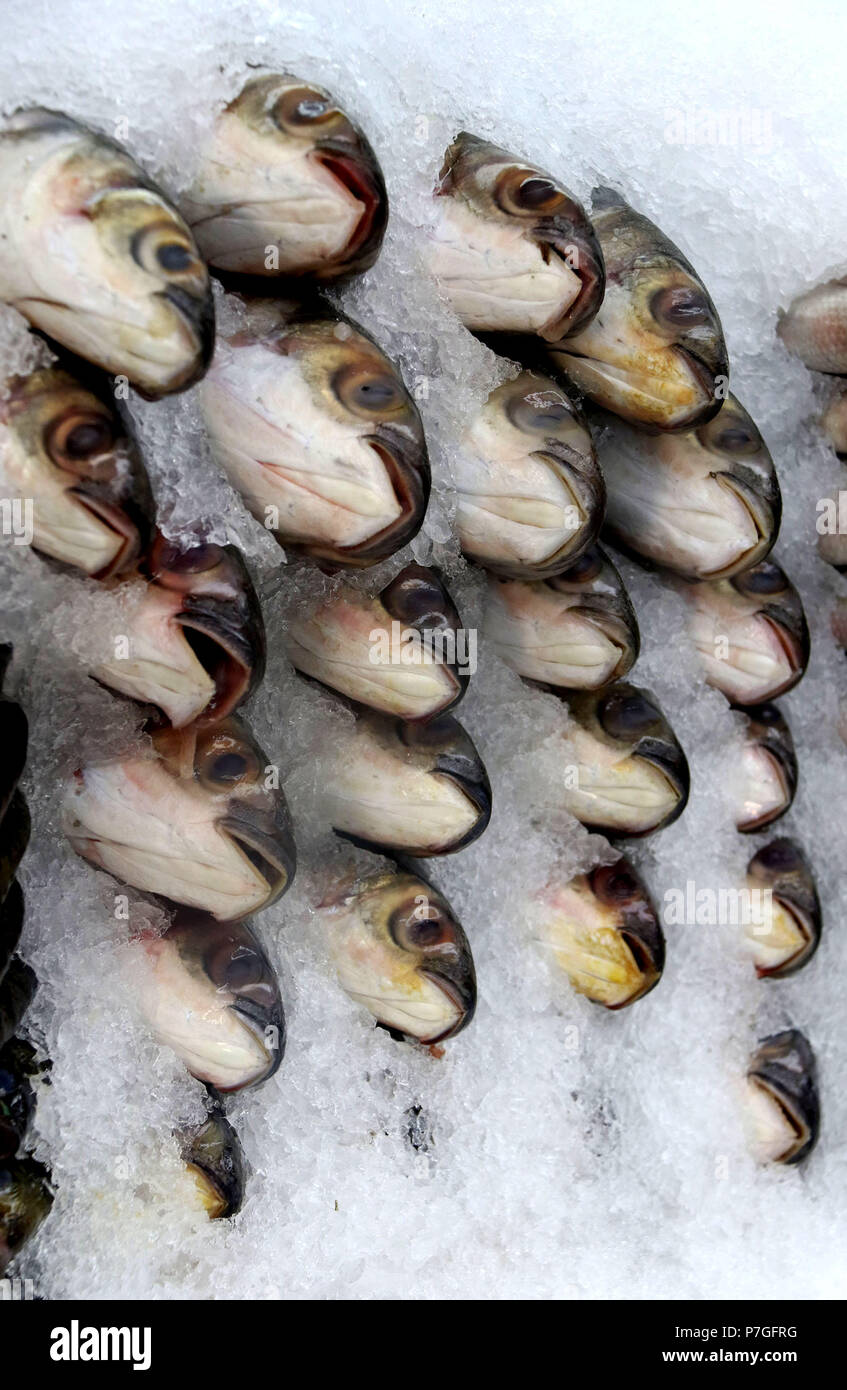Fish mullet - a small delicacy Fish mullet - a small delicacy