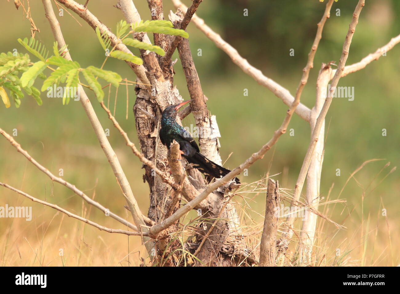 Green wood hoopoe (Phoeniculus purpureus) in Ghana, western Africa Stock Photo