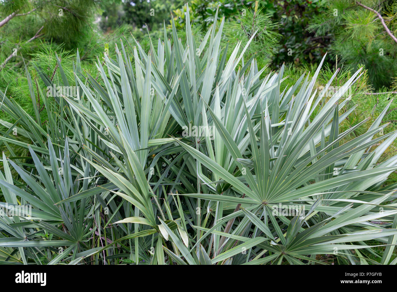 Silver saw palmetto (serenoa repens) plant palm leaves Davie, Florida
