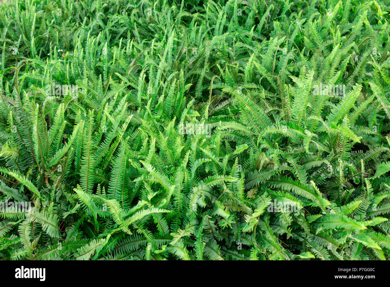 Boston fern (Nephrolepis exaltata), green field, background - Pembroke Pines, Florida, USA Stock Photo