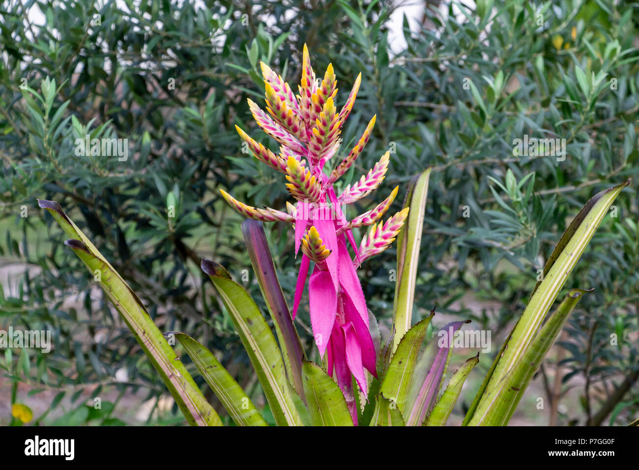 Aechmea 'Fantasy' bromeliad, variegated yellow and pink - Pembroke Pines, Florida, USA Stock Photo