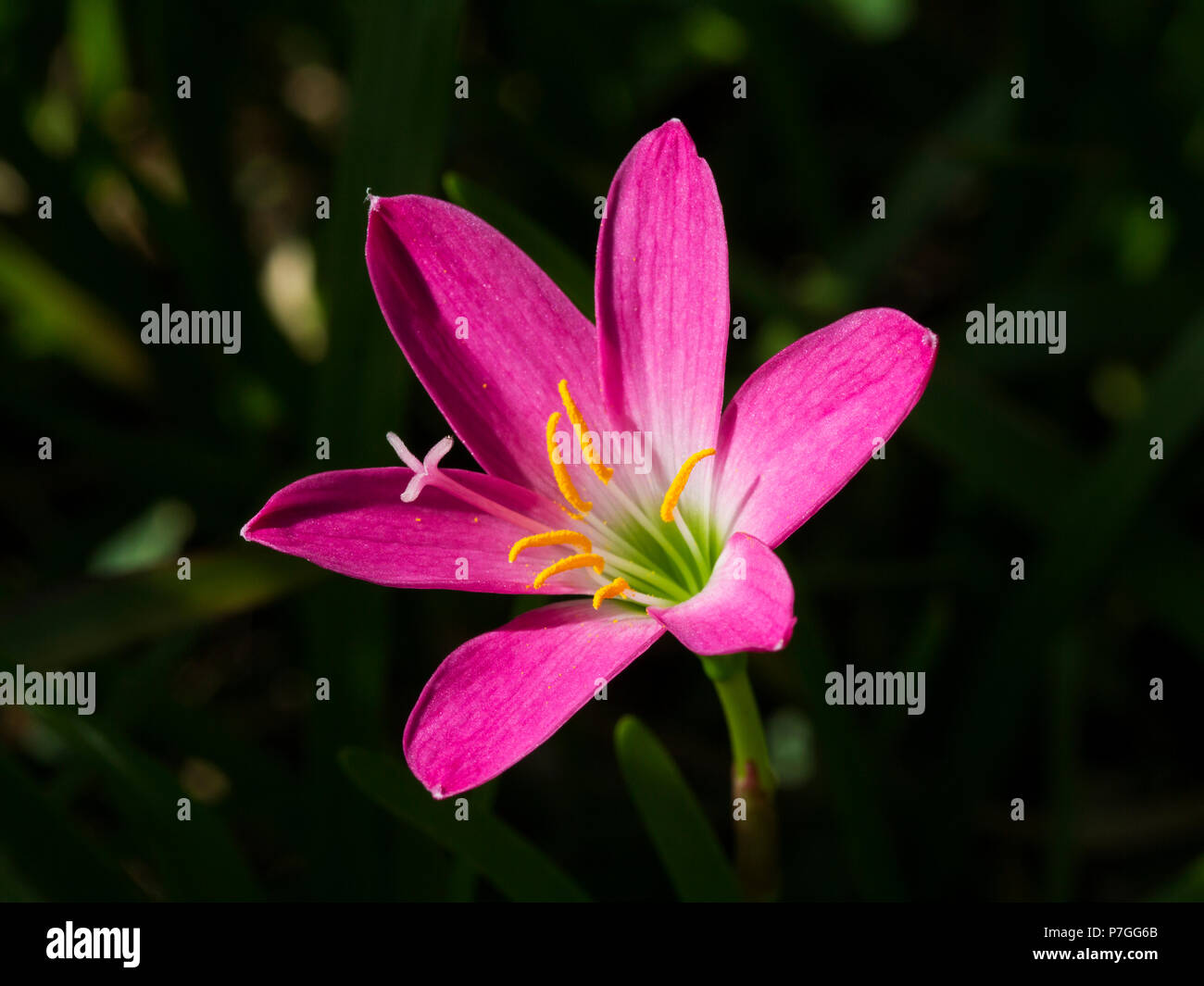 いま人気のアイテム Zaphyranthes lily rosepink as known also flower, carinata 邦楽