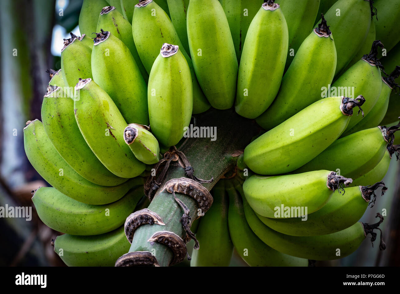 https://c8.alamy.com/comp/P7GG6D/bunches-of-green-bananas-hanging-from-tree-in-st-elizabeth-jamaica-P7GG6D.jpg