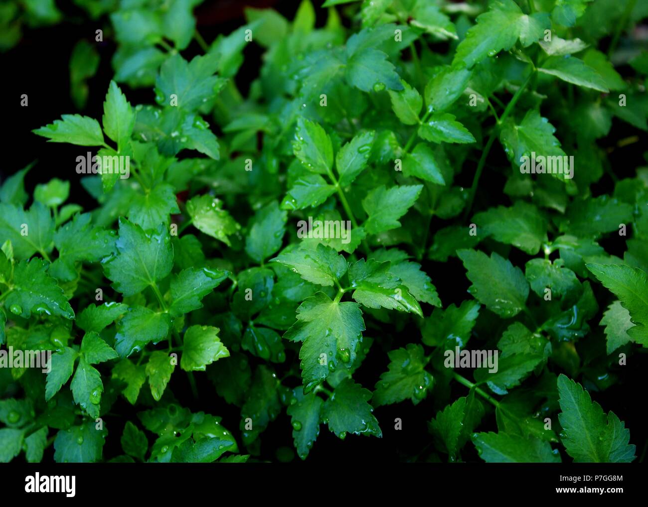 close up of fresh organically grown green leaf in a home garden in sri lanka Stock Photo