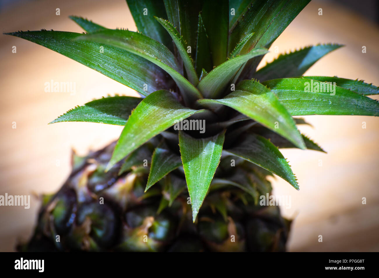 Tough spiky leaves at the top of a pineapple, grown in Jamaica Stock Photo