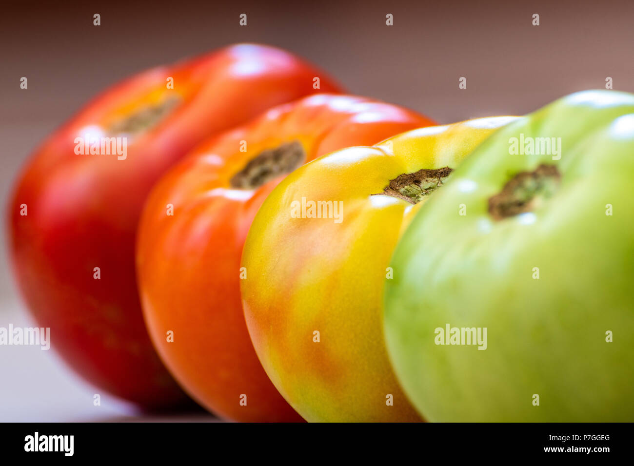 Tomatoes at different ripening stages. Concept. Focus is on Turning tomato. Stages are Green then Turning then Light Red then Red. Stock Photo