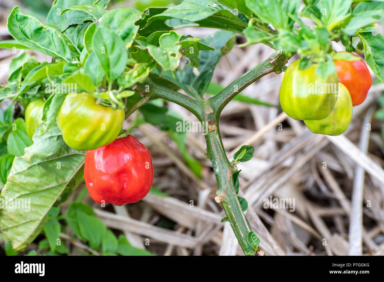 Ripe green and red colors of spicy flavored Jamaican Scotch Bonnet Pepper hanging from plant in garden. Stock Photo