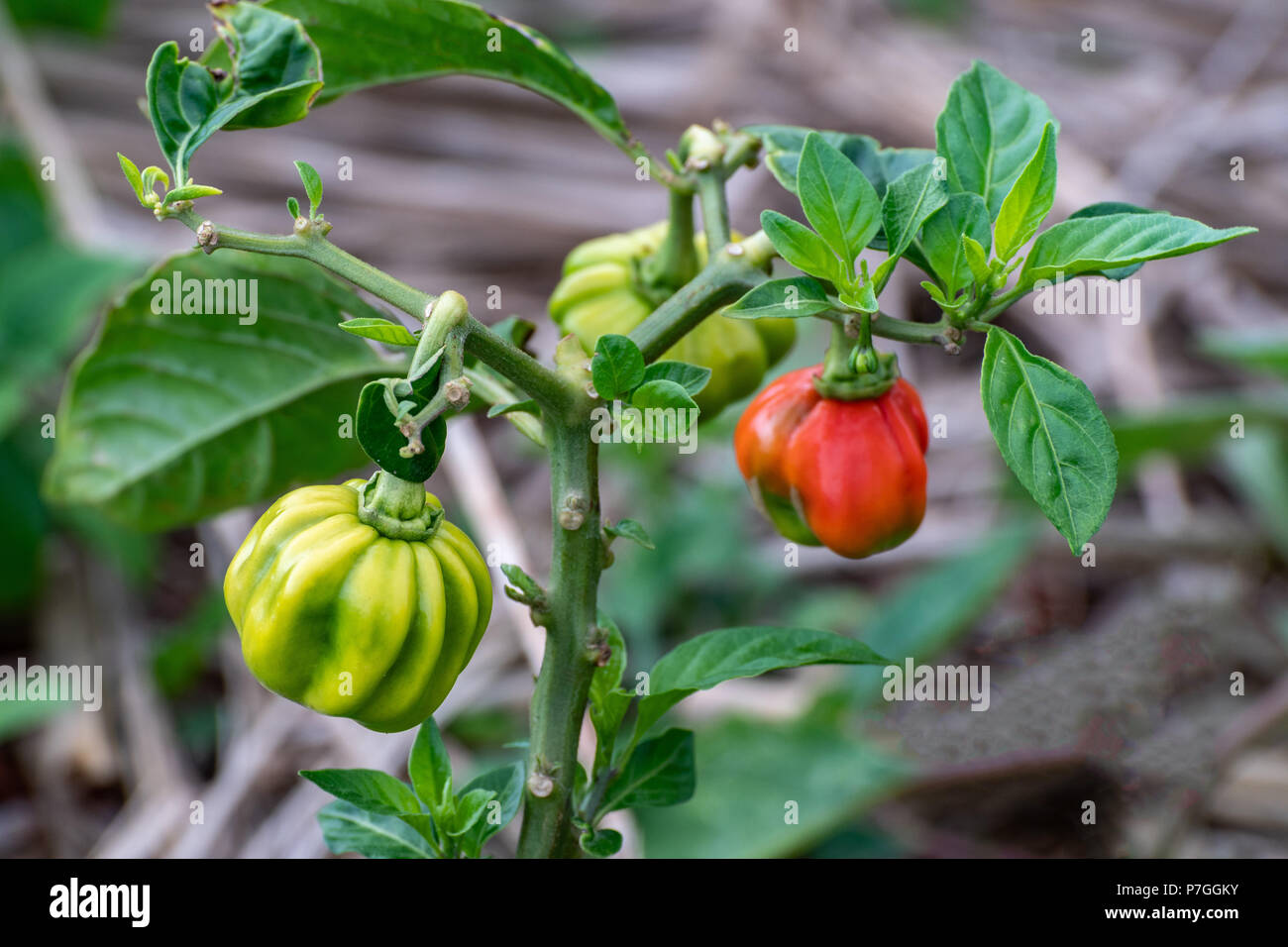 Ripe green and red colors of spicy flavored Jamaican Scotch Bonnet Pepper hanging from plant in garden. Stock Photo