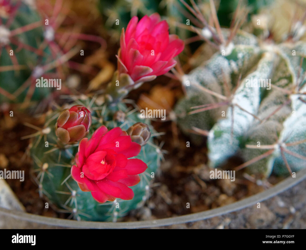Opening red cactus hires stock photography and images Alamy