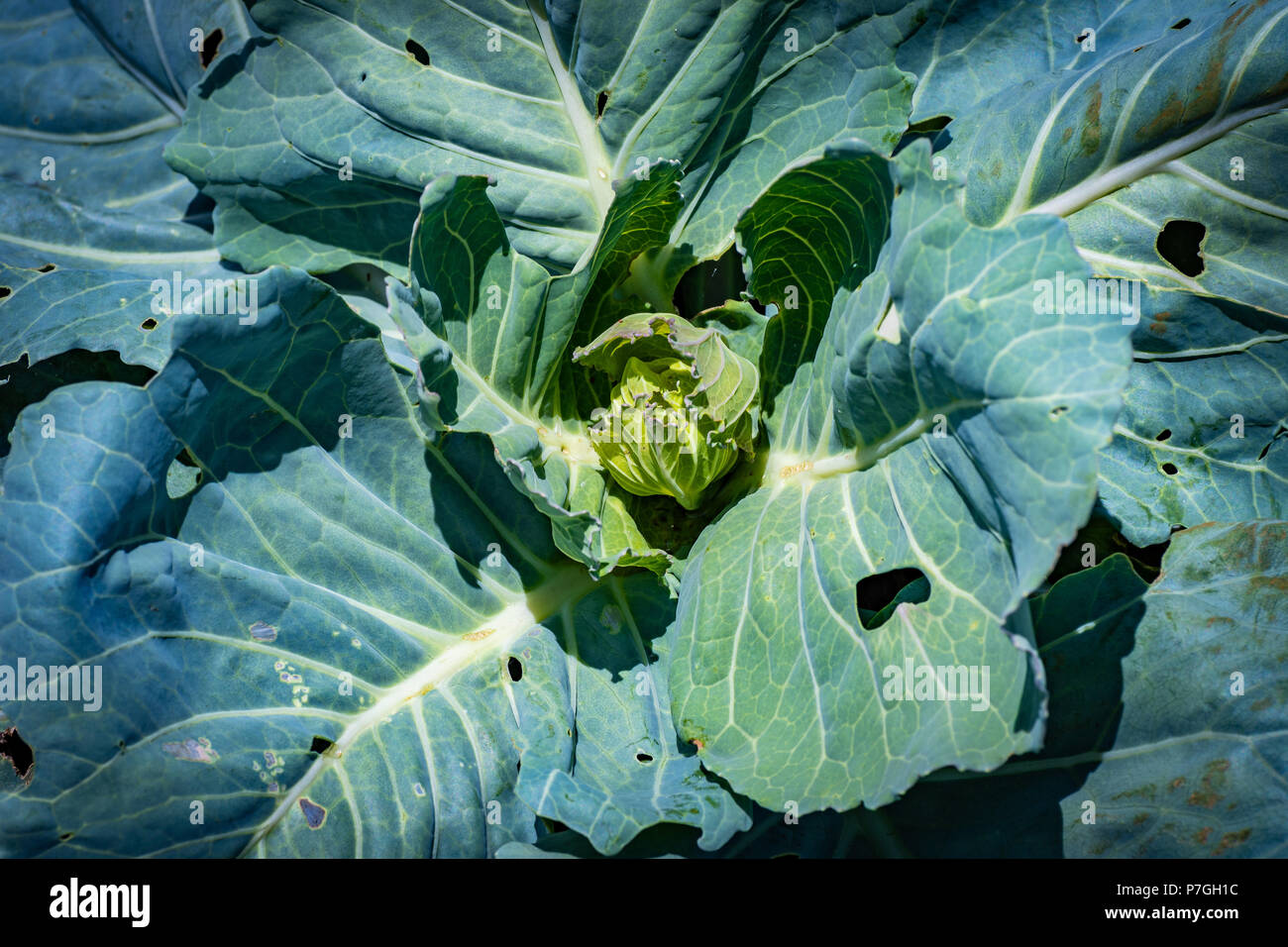 Close up on young cabbage vegetable growing in the field outdoors with many holes in its leaves from insects. Stock Photo