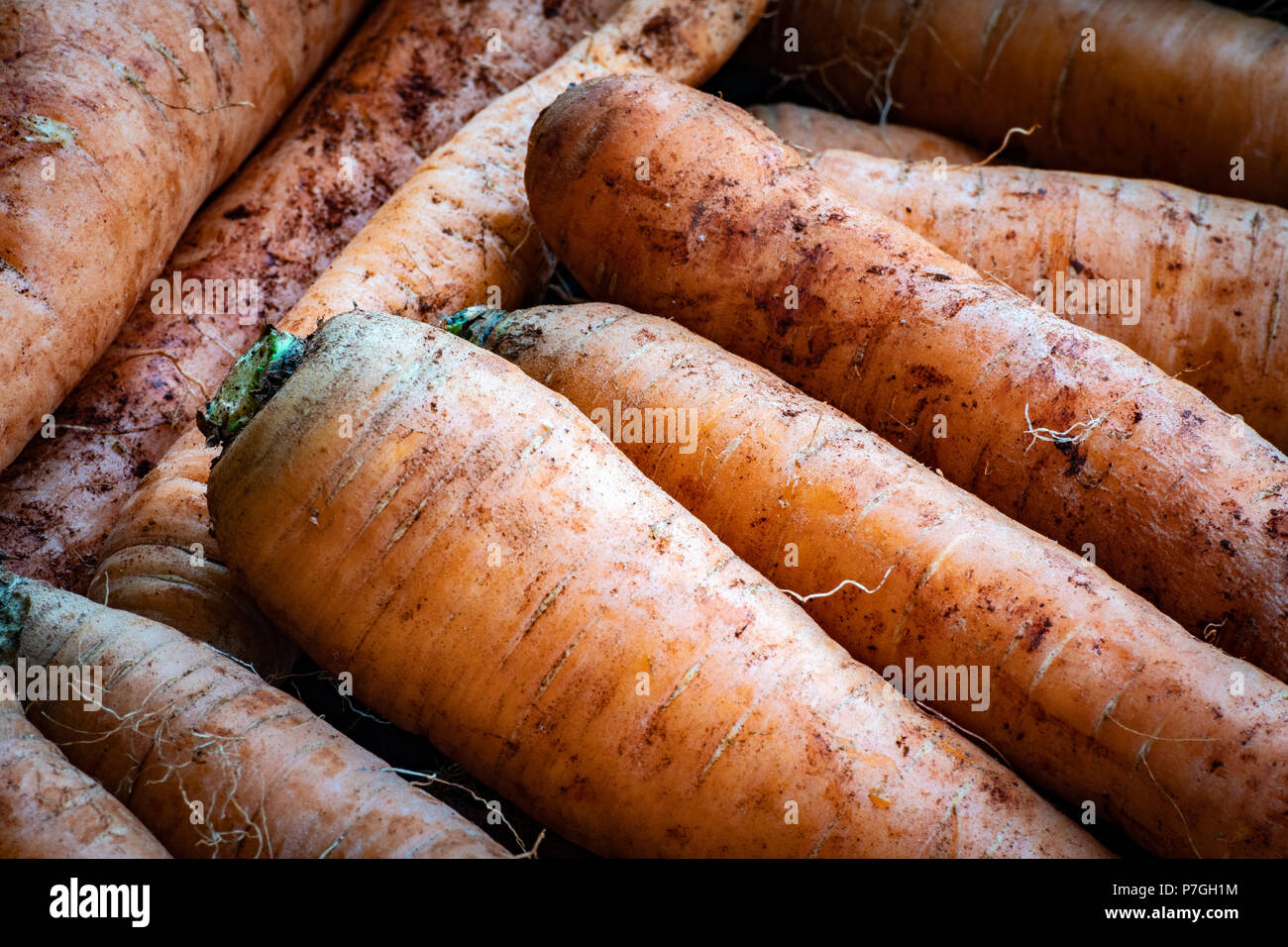 Freshly harvested raw carrots from the field with dirt soil still on and leaves removed. Stock Photo