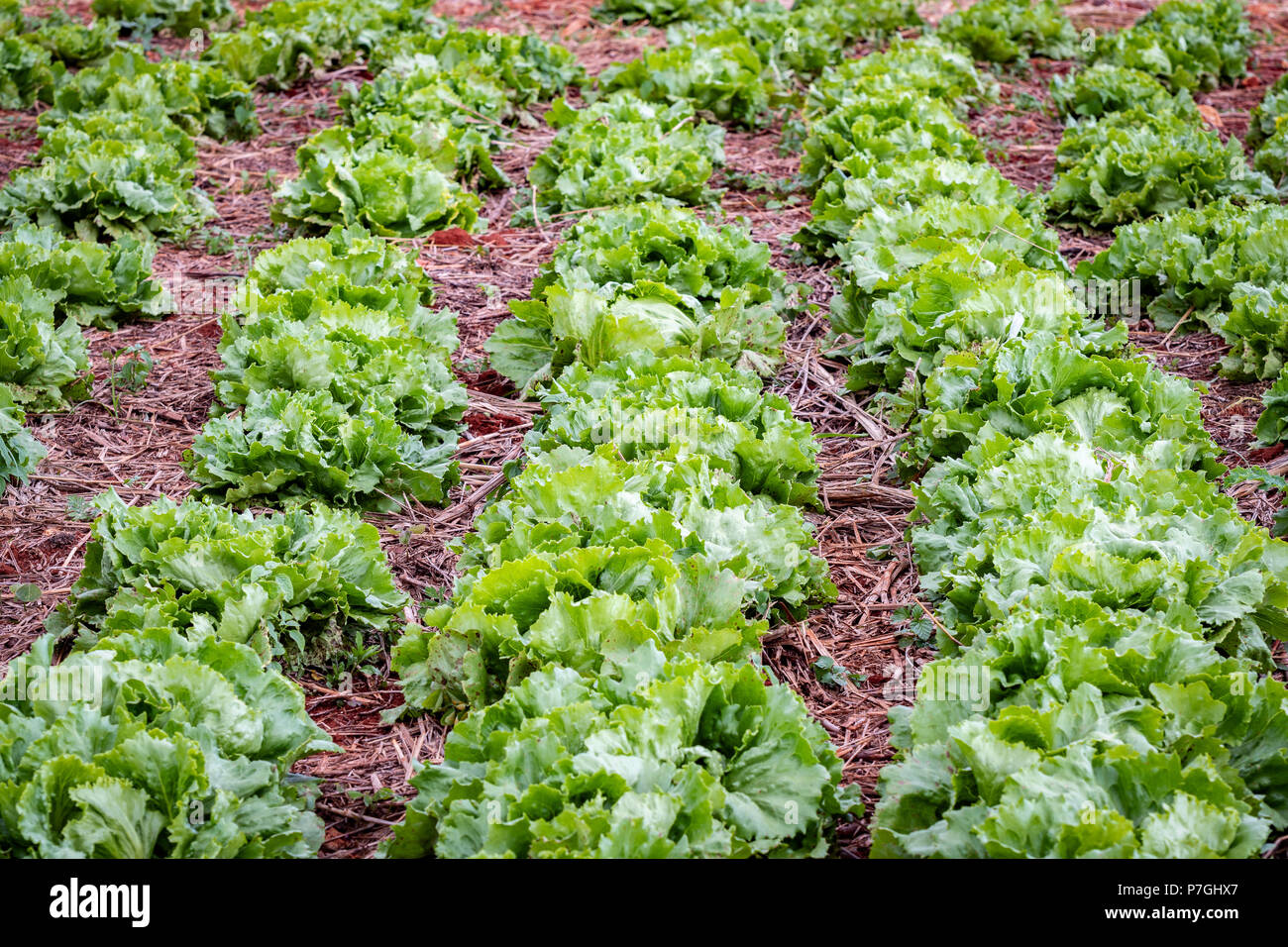 Farming lettuce caribbean hires stock photography and images Alamy