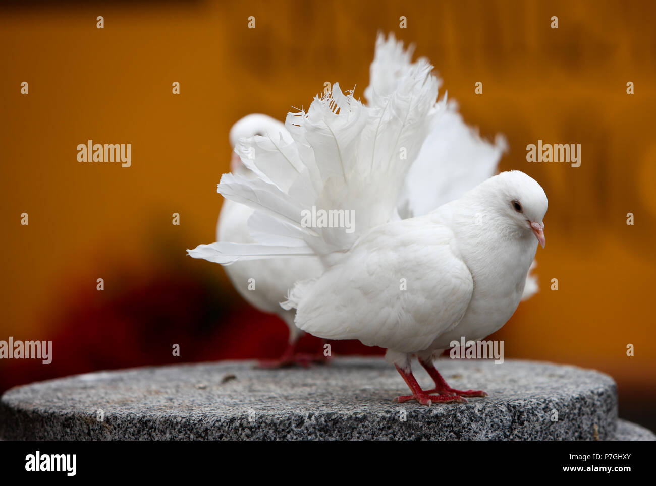 Ruffled Feathers Stock Photo