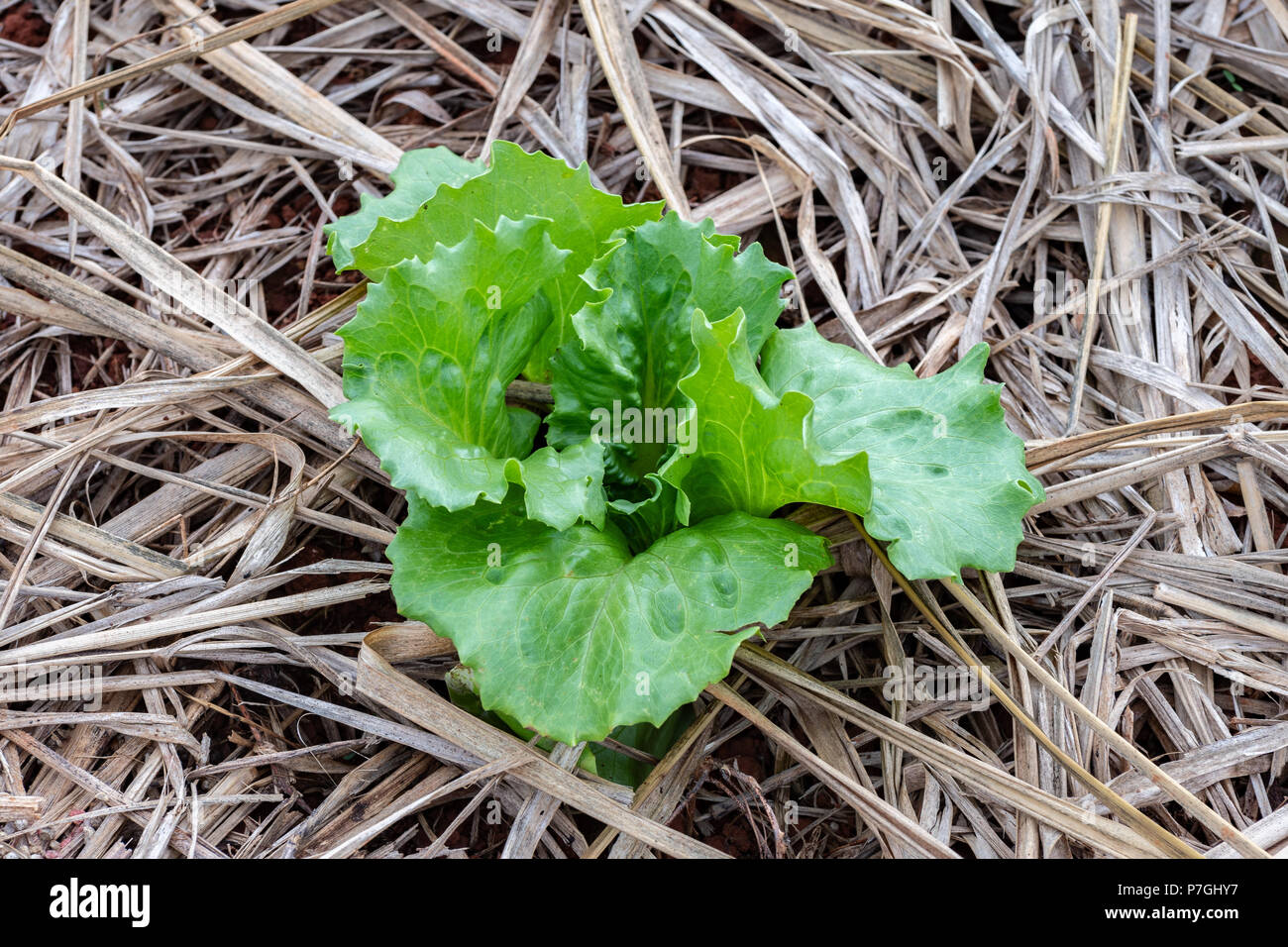 Young lettuce sprouts planted in soil with dry grass surrounding, on an