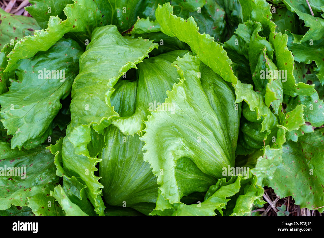 Close up on growing lettuce head leaves, planted in soil in outdoor