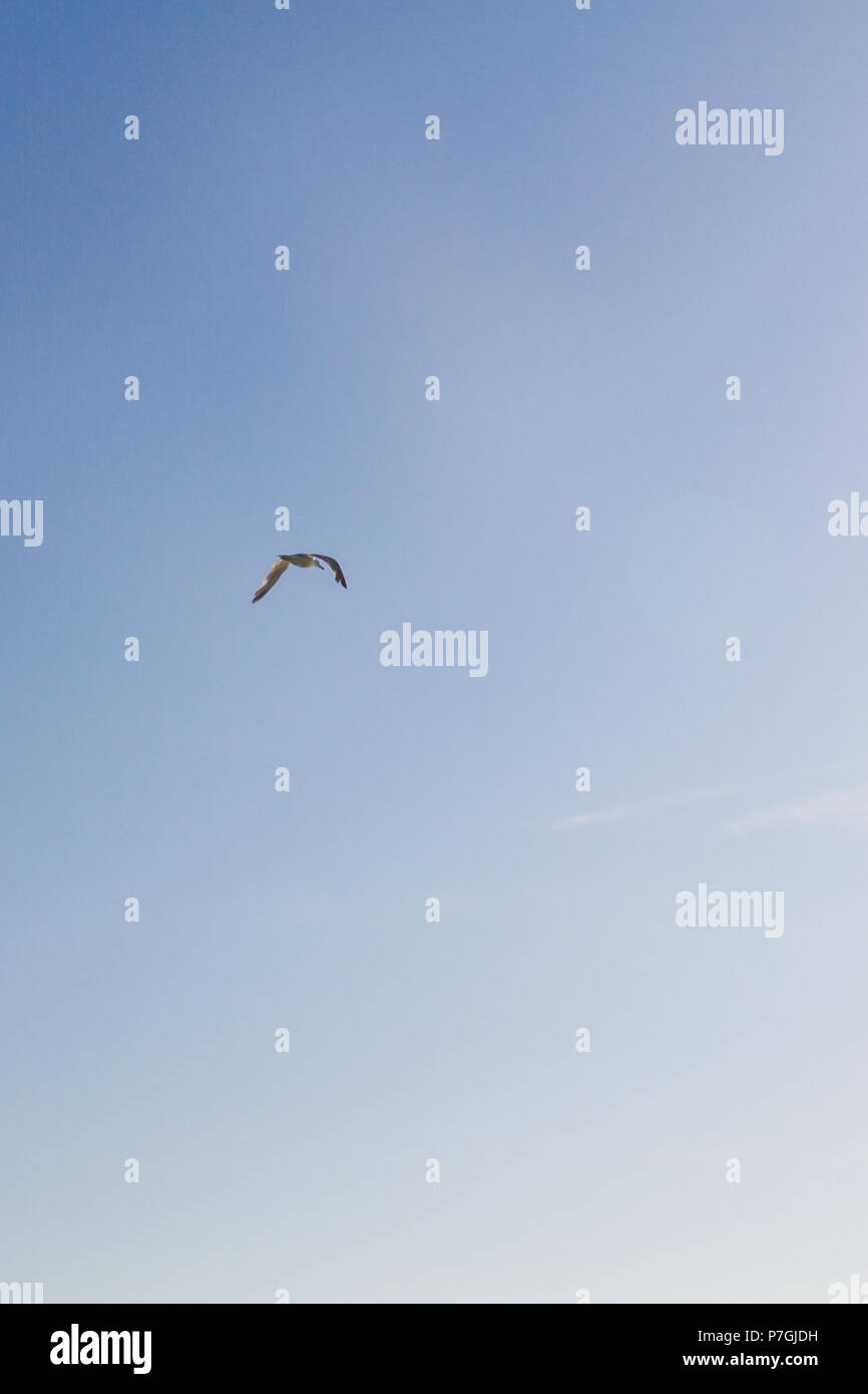 Bird Albatross is flying in the blue sky Stock Photo Alamy