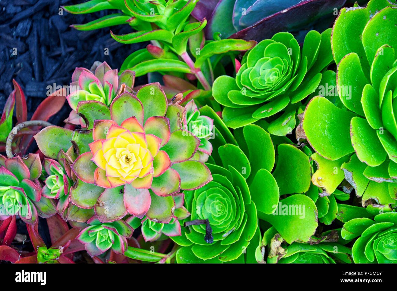 A variety of colorful hens and chicks succulent plants in a garden at the hollywood forever cemetery in Los Angeles California. Stock Photo