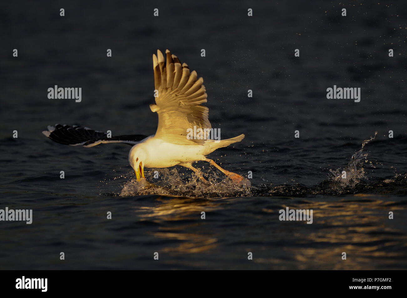 Strong fish water drops hires stock photography and images Alamy
