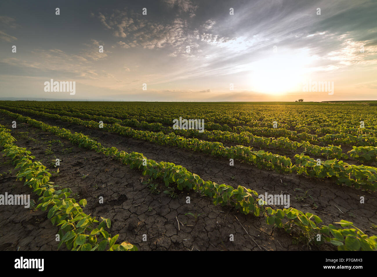 Agricultural soy plantation hi-res stock photography and images - Alamy