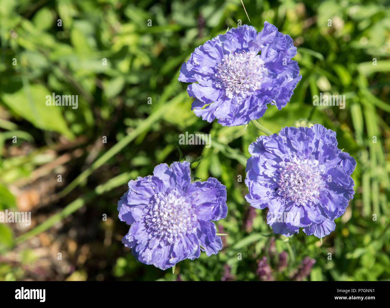 Blue Cornflowers, Centaurea cyanus Stock Photo