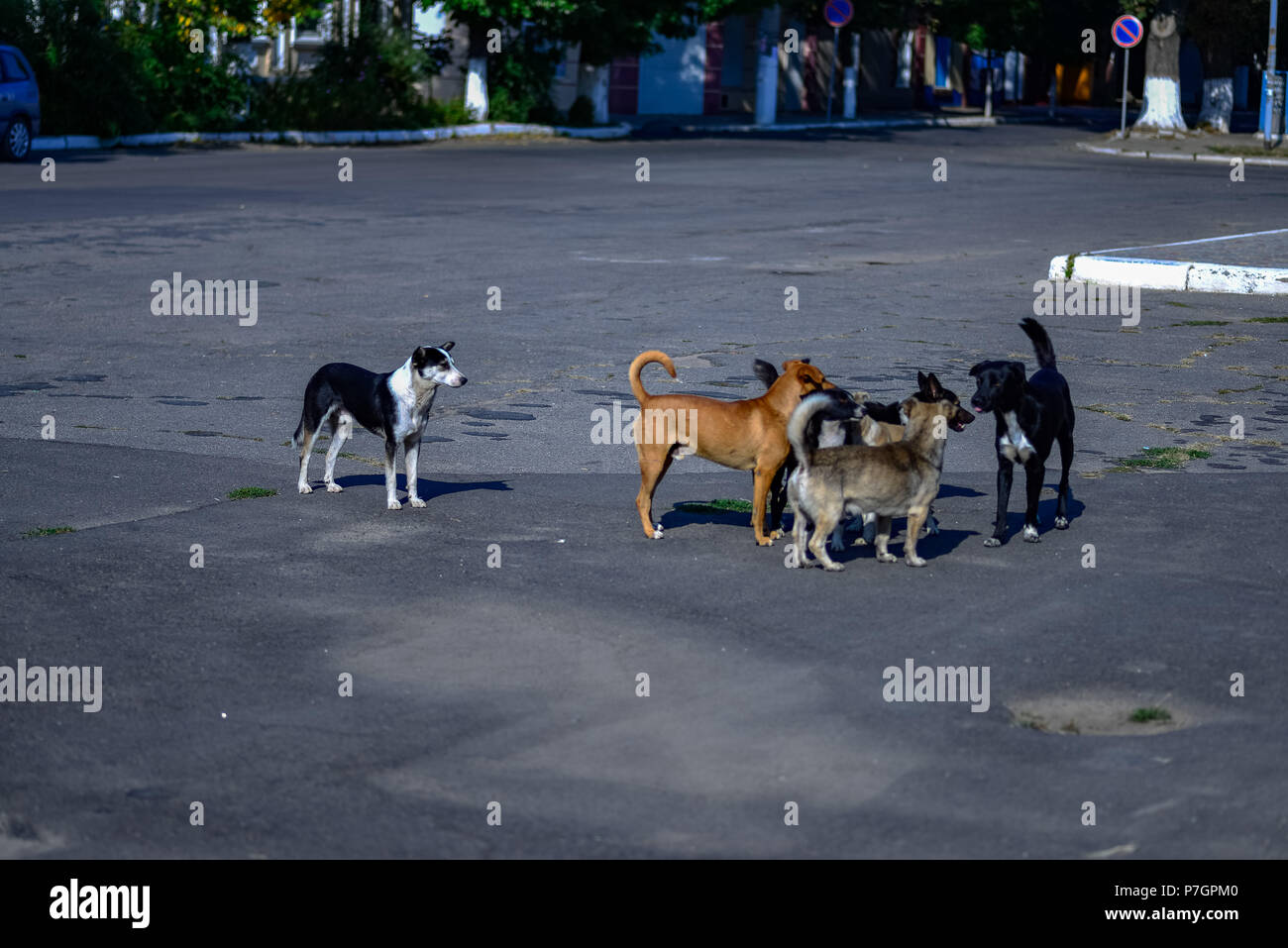 Flock of stray homeless dogs on a city street Stock Photo