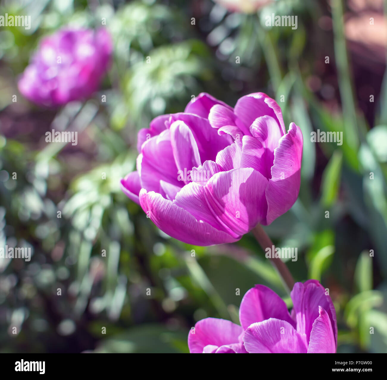 Magnificent purple Double Late Tulips (peony flowered tulips) genus tulipa hybrid species under morning spring sun. Stock Photo