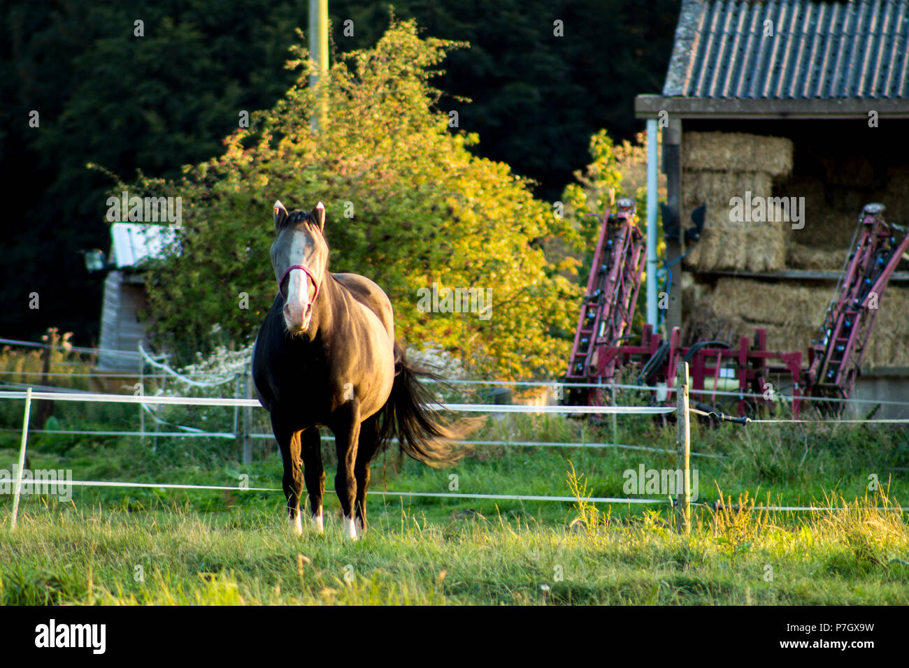 Black horse on a green field at sunset surrounded by green trees during summer / autumn Stock Photo
