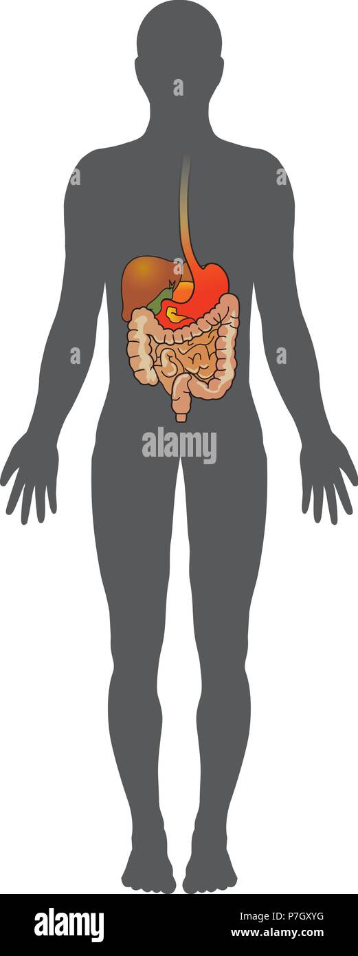 The human digestive system consists of the gastrointestinal tract plus the accessory organs of digestion. In this system, the process of digestion has Stock Vector