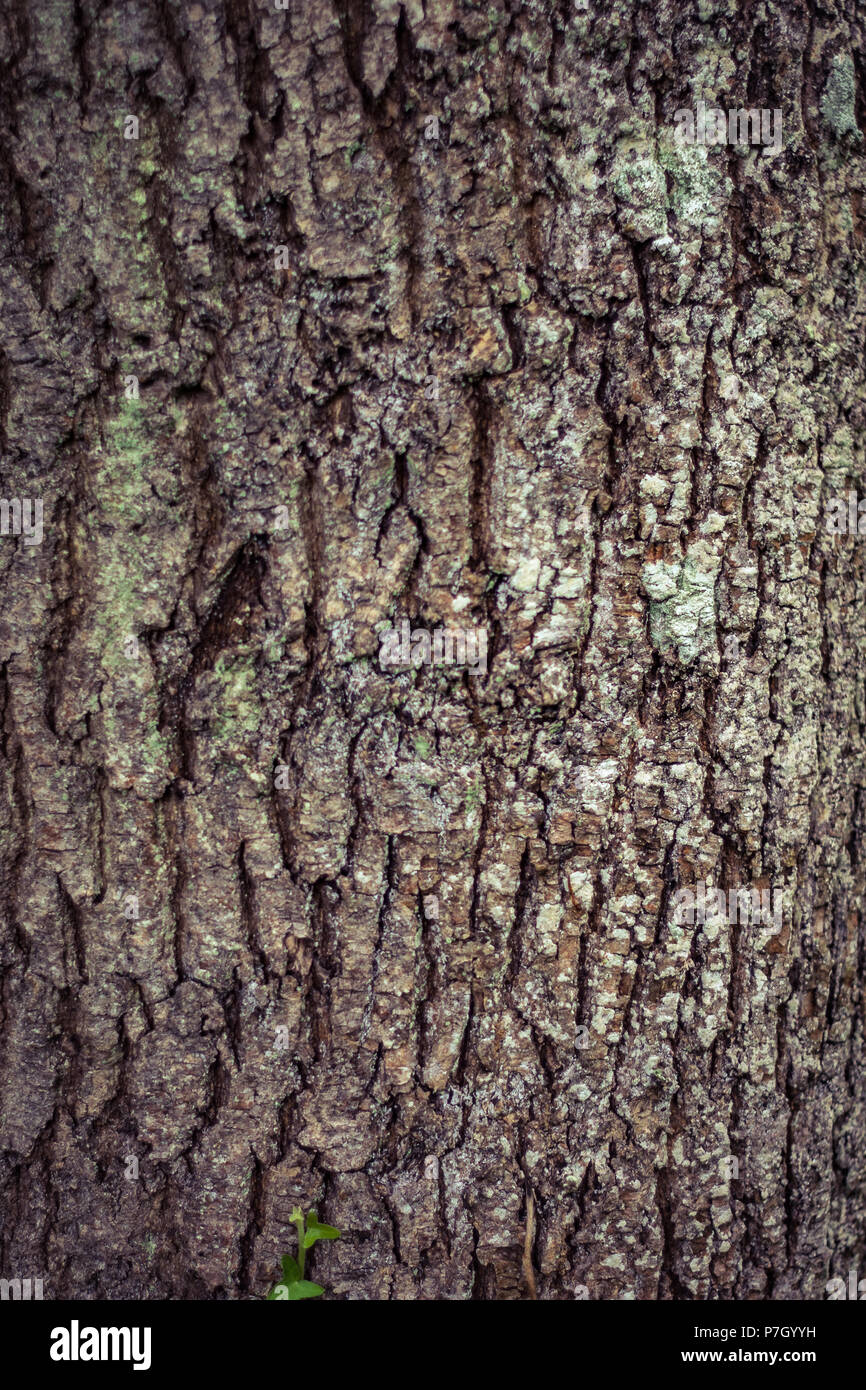 details wood trees Stock Photo