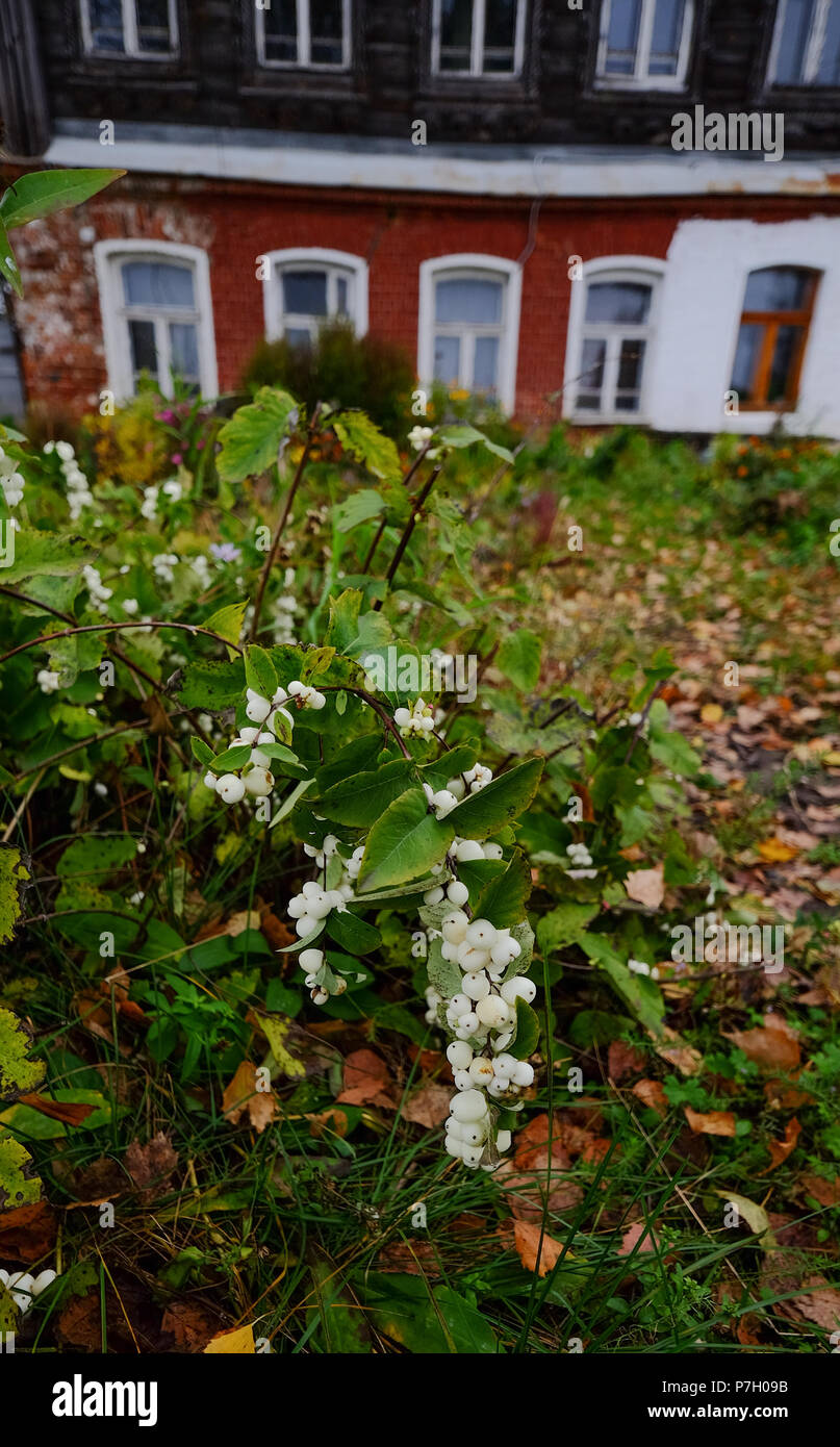 Wild white berry fruits at garden in spring time. Stock Photo