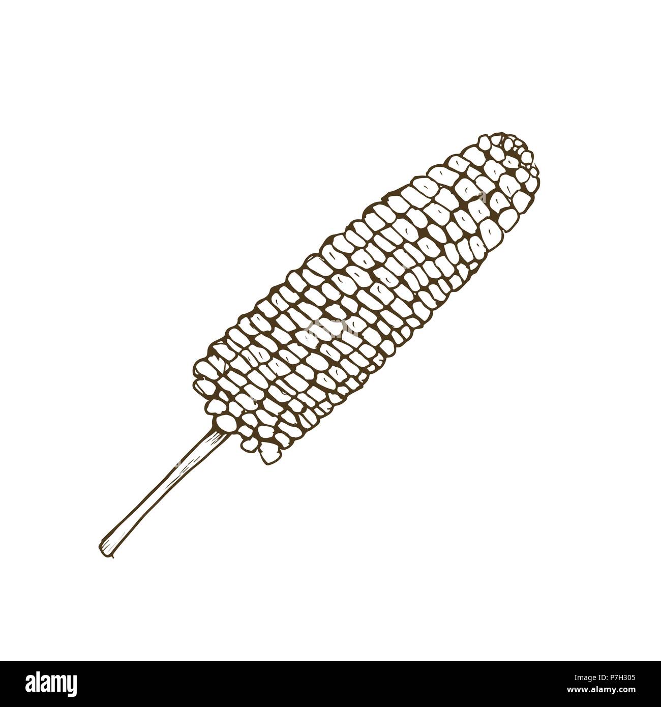 vector corn isolated Stock Vector Image & Art - Alamy