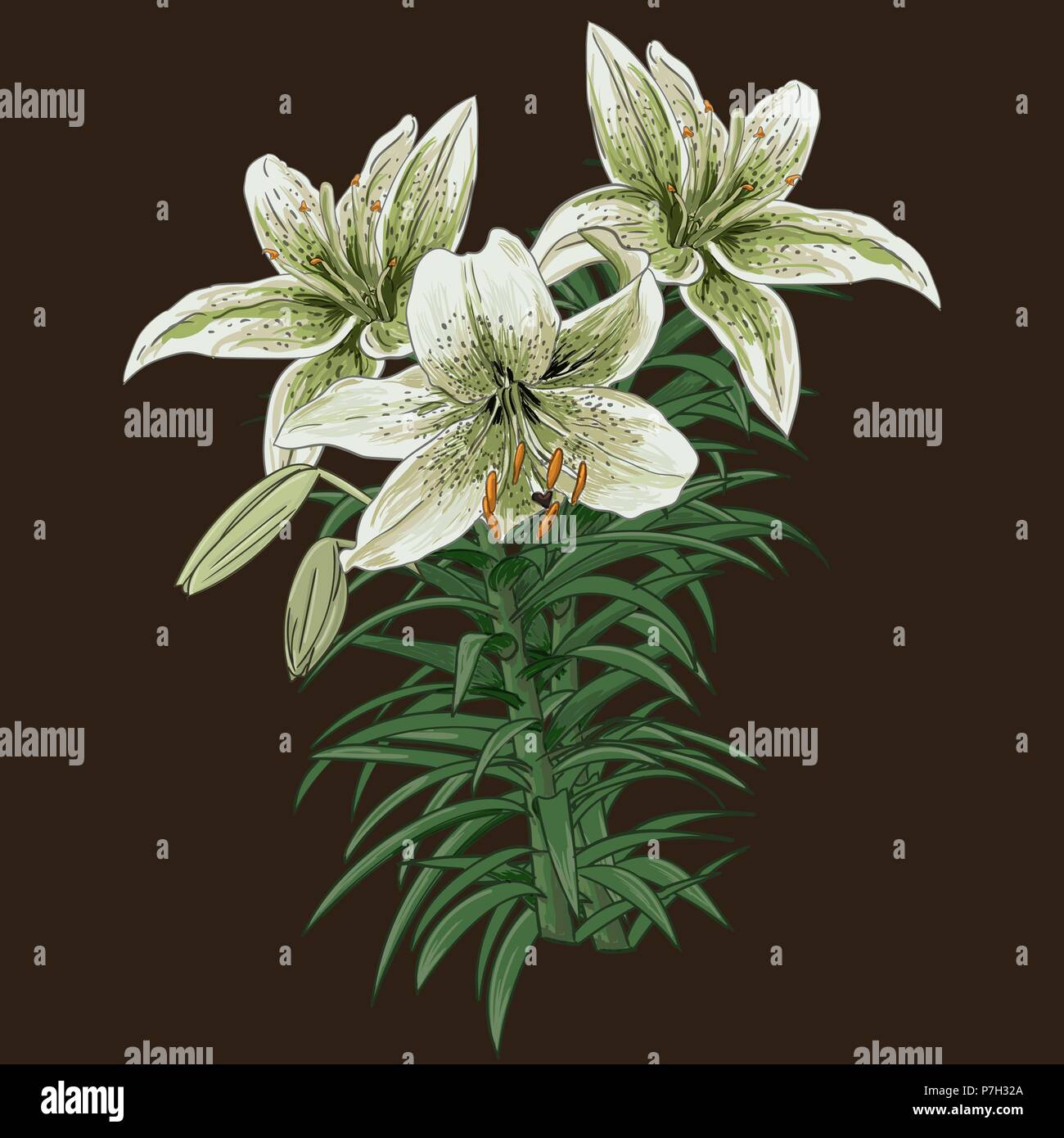 Collection set of hand drawn flowers on white background Stock Vector ...