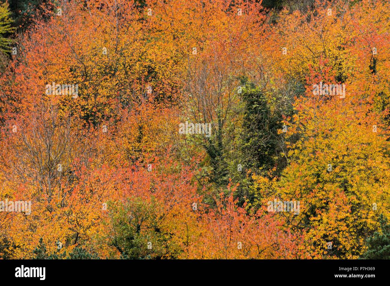 colores otoñales en Artiga de Lin, valle de Aran, lleida, Catalunya, cordillera de los Pirineos, Spain, europe. Stock Photo