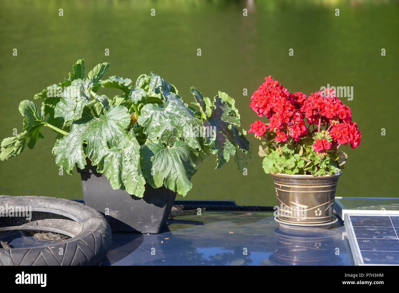 Geranium and courgette plants on a narrowboat roof Stock Photo
