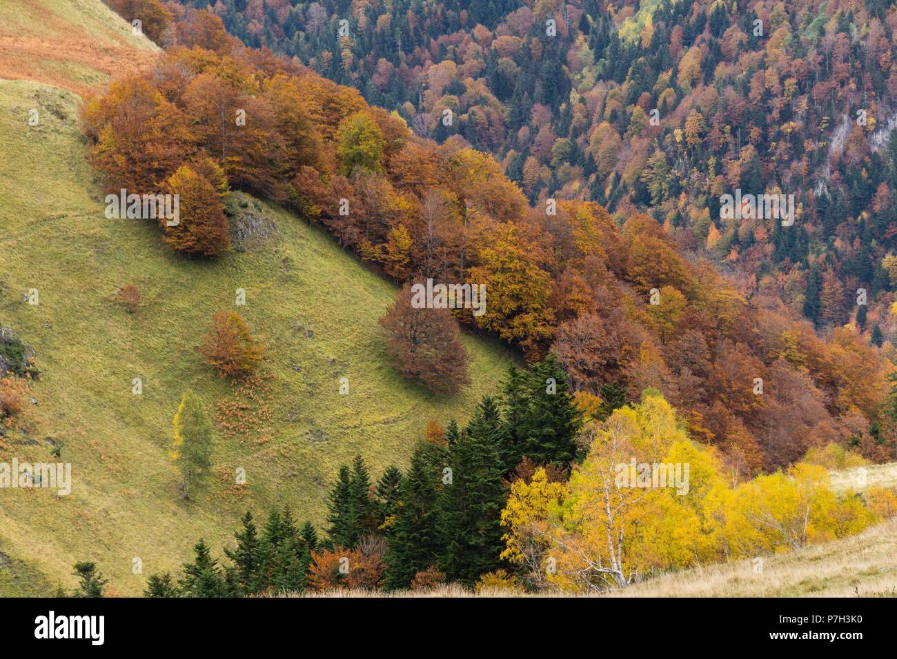 boseque otoñal, valle de Artiga de Lin, valle de Aran, cordillera de los Pirineos, lleida, Catalunya,  Spain, europe. Stock Photo