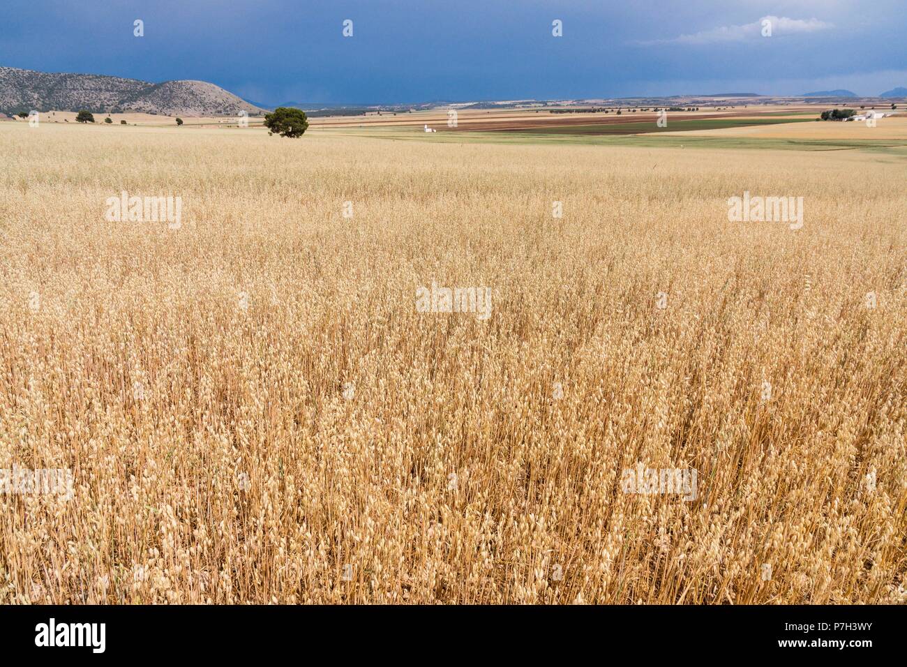 campo de cereales bajo un cielo de lluvia, Murcia, Spain. Stock Photo