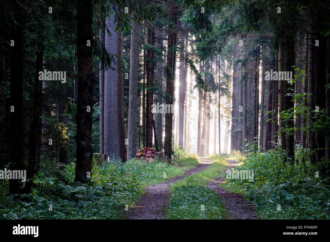 interior de un bosque de abetos, Abies alba, Baden-Wurtemberg, distrito de Selva Negra-, Alemania, Europe. Stock Photo