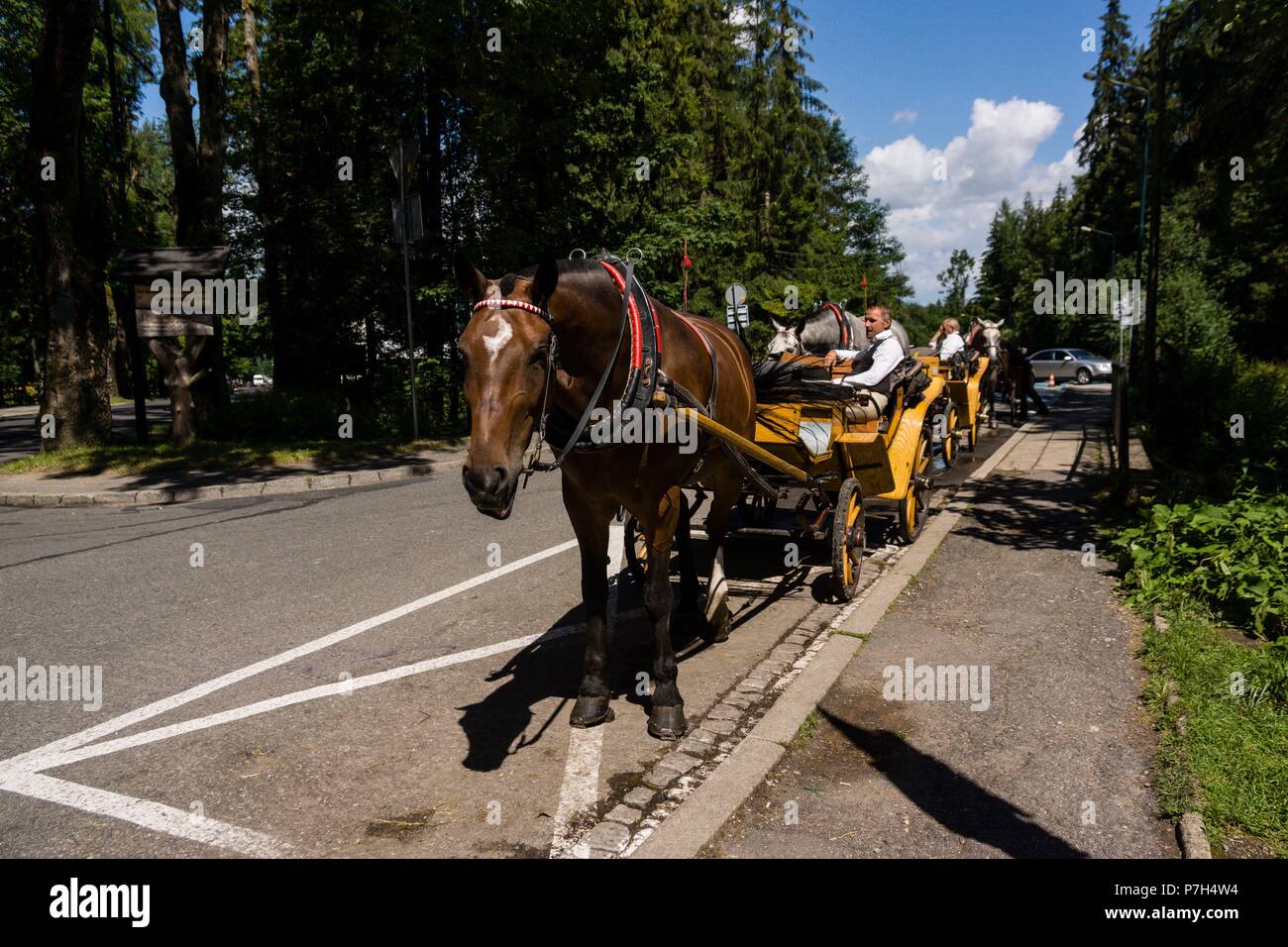 carruajes de caballos, Zakopane, voivodato de la Pequeña Polonia, Cárpatos,  Polonia, europe. Stock Photo