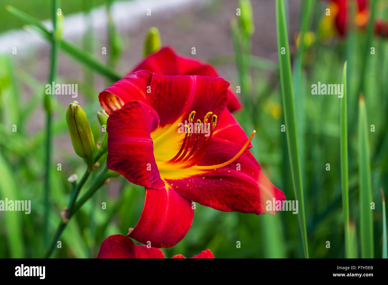 a close up of a red yellow day lily in the morning Stock Photo