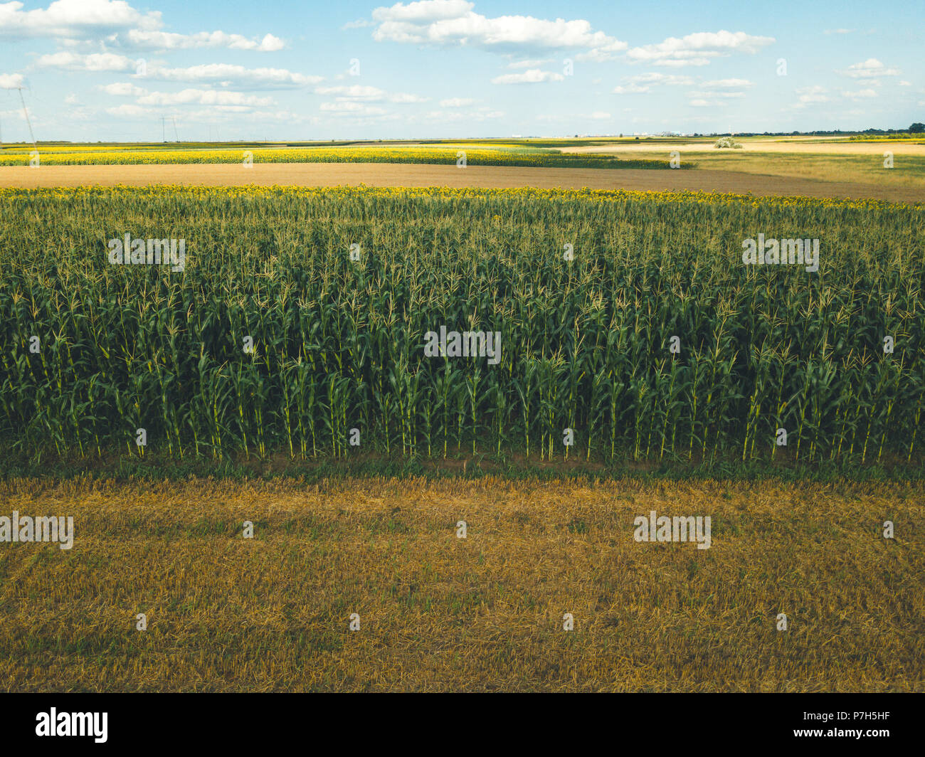 Aerial view of cultivated maize crops growing in cornfield Stock Photo