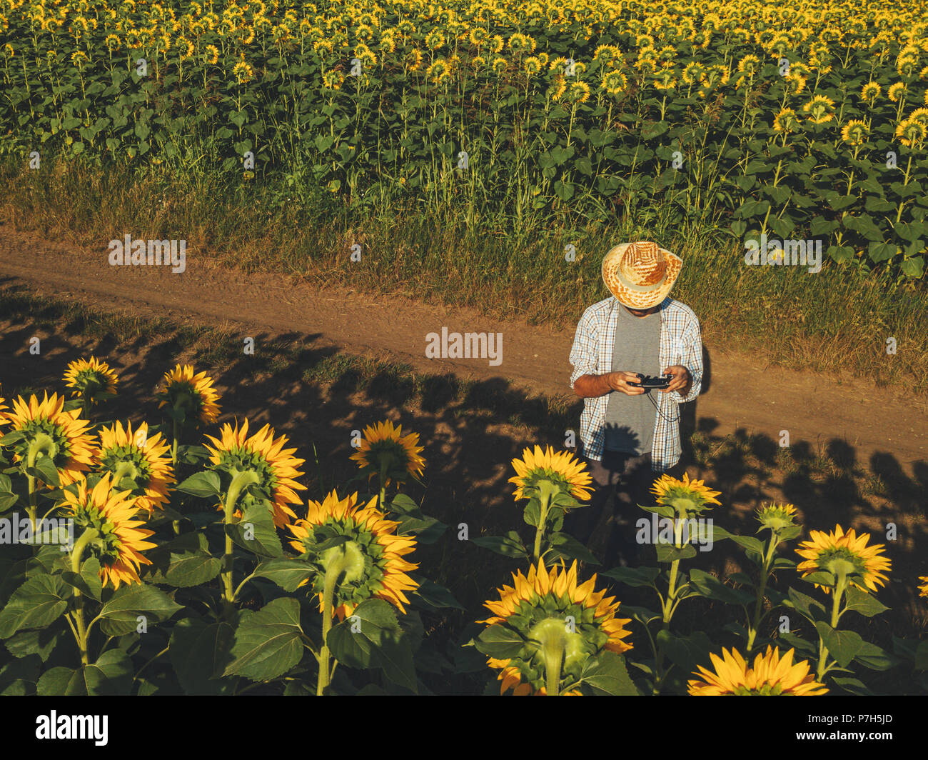 Farmer agronomist using drone to examine blooming of sunflower crops in  field from above, using modern technology in agriculture and food  production i Stock Photo - Alamy