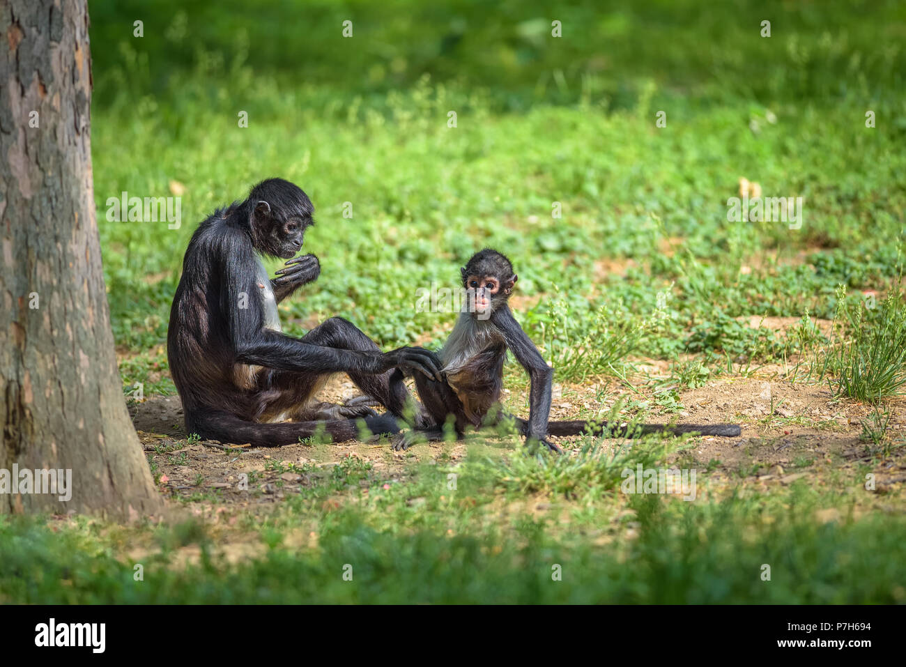 Geoffroy's Spider Monkey and its baby. This primate is also referred to as black-handed spider monkey or Ateles geoffroyi. Stock Photo