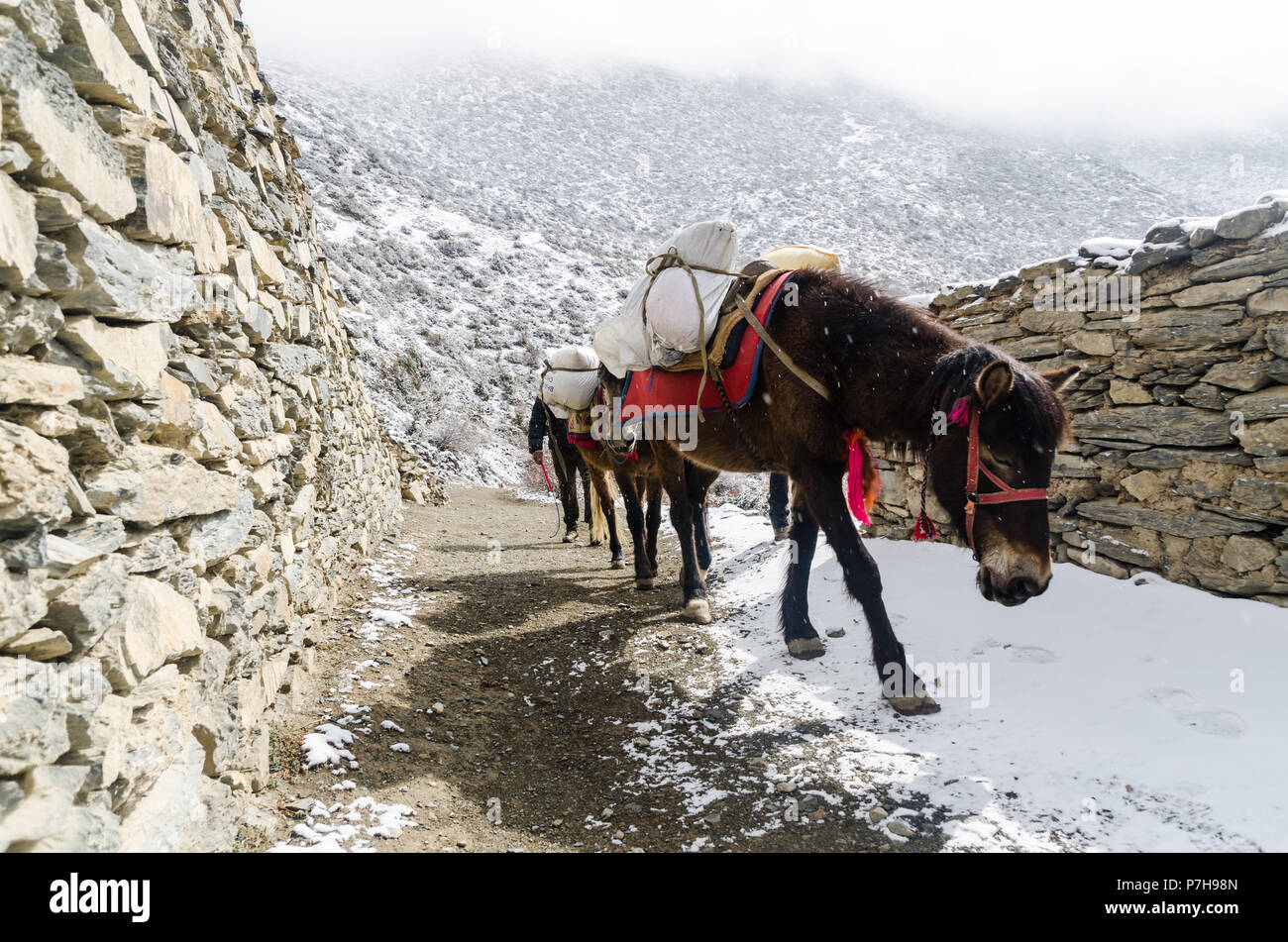 Horse carrying load hires stock photography and images Alamy