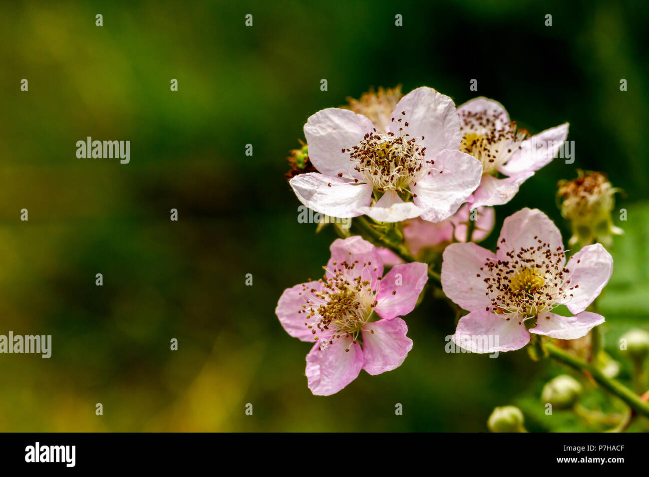 Bramble flowers, Rubus fruticosus, flowering in summer, Dorset, England, United Kingdom Stock Photo