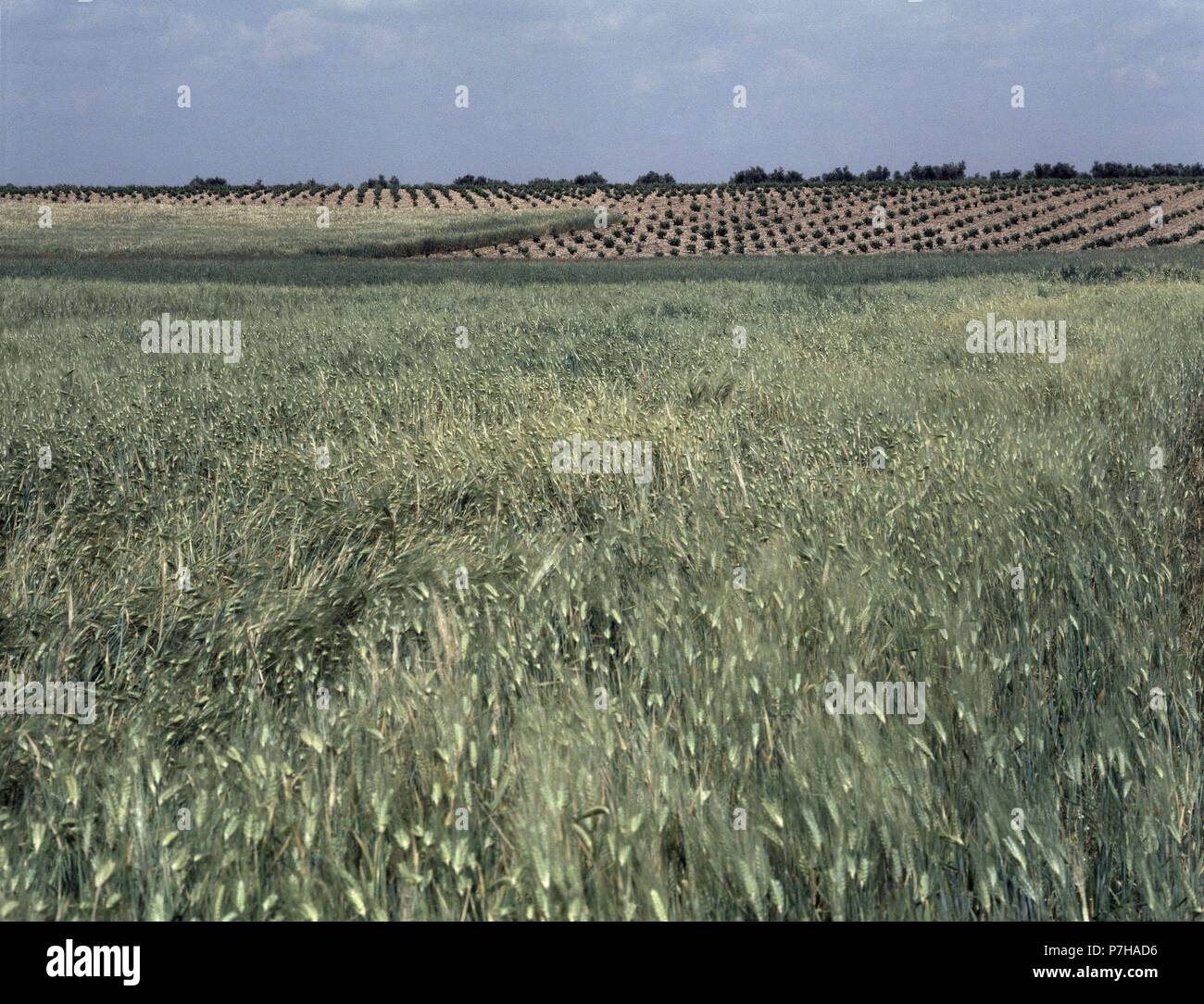 Campo de trigo hi-res stock photography and images - Alamy
