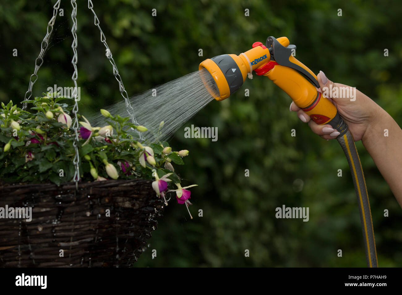 A uses a hose pipe in Nottinghamshire before a possible hosepipe ban takeseffect in the UK. Stock Photo