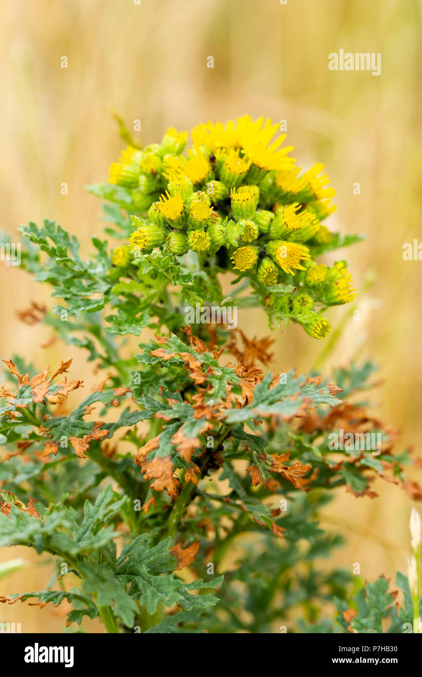 Senecio jacobaea, Common ragwort, bathed in summer sunshine, Dorset, England, United Kingdom Stock Photo