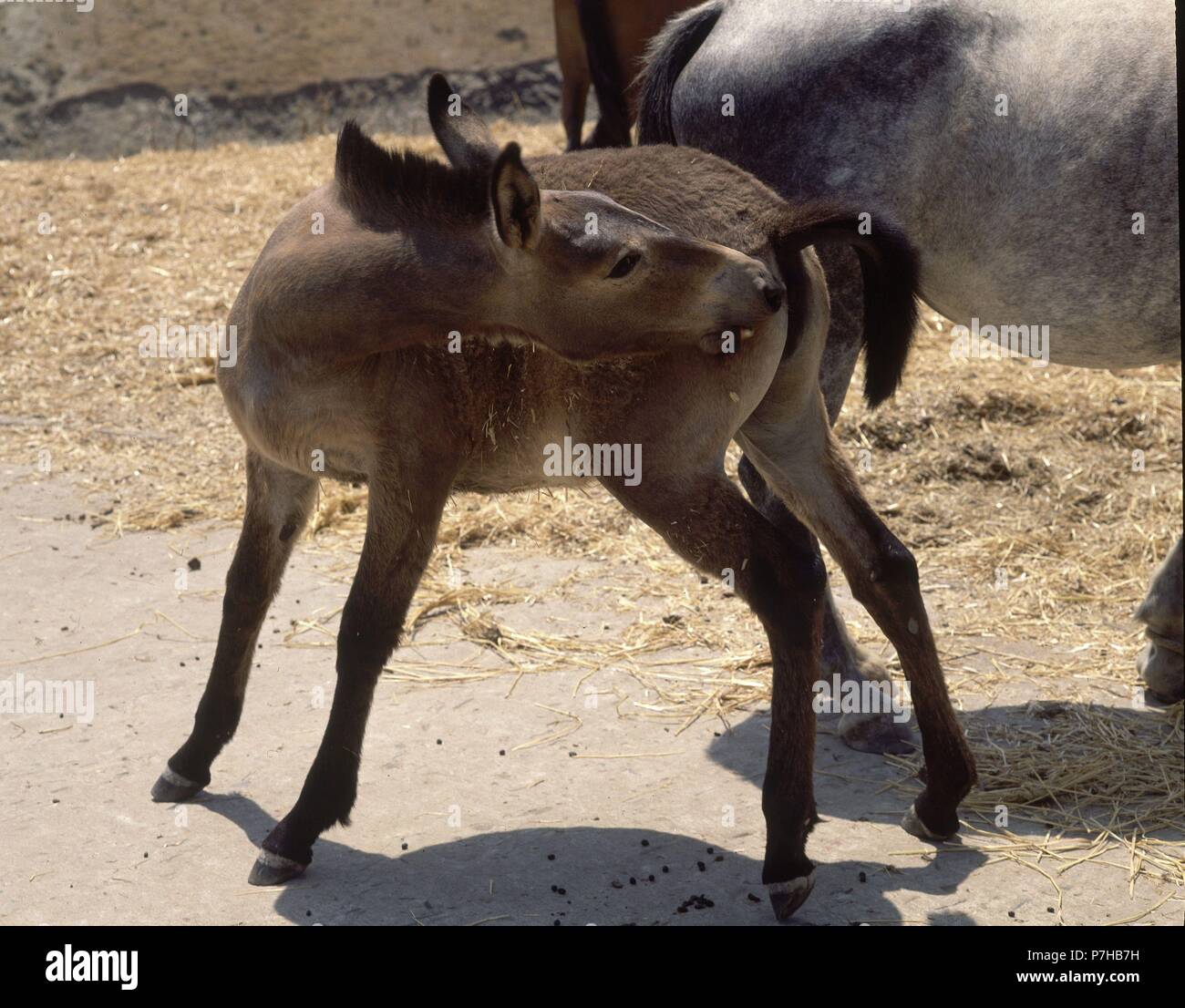 CRIA DE MULA. Location: EXTERIOR, SANLUCAR DE GUADIANA, HUELVA, SPAIN. Stock Photo